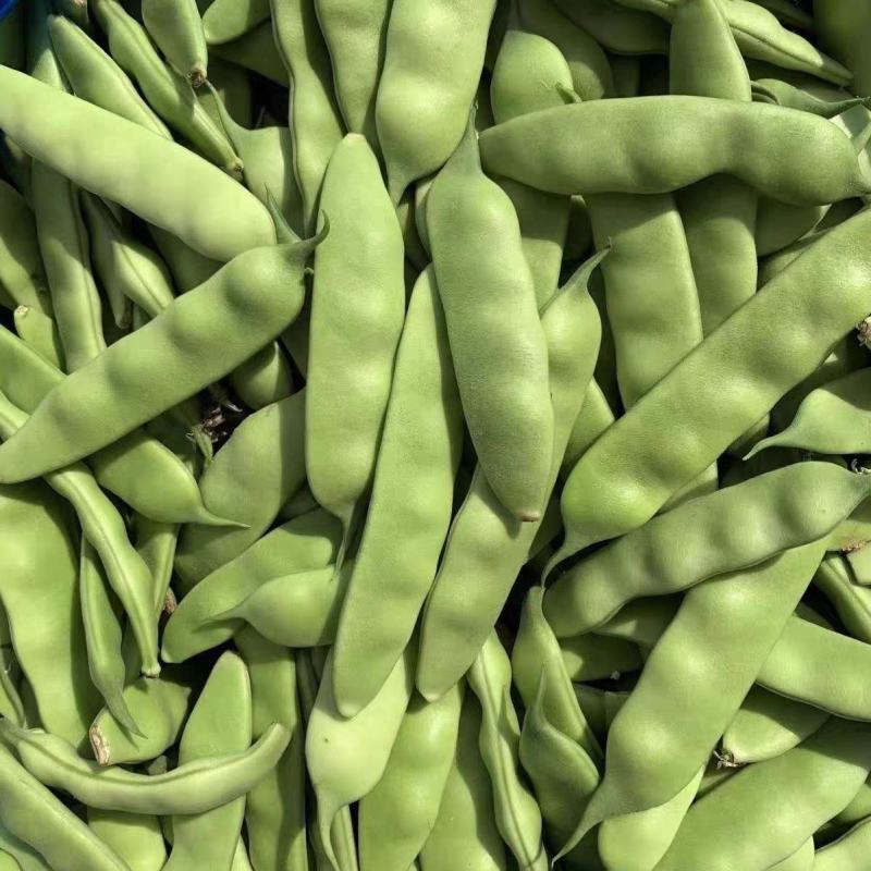 盖世油豆王油豆角种子口感好鲜嫩无筋高产抗病农家大田