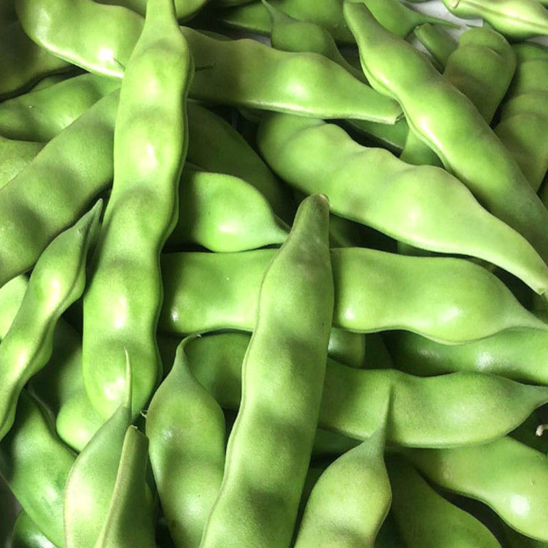 盖世油豆王油豆角种子口感好鲜嫩无筋高产抗病农家大田