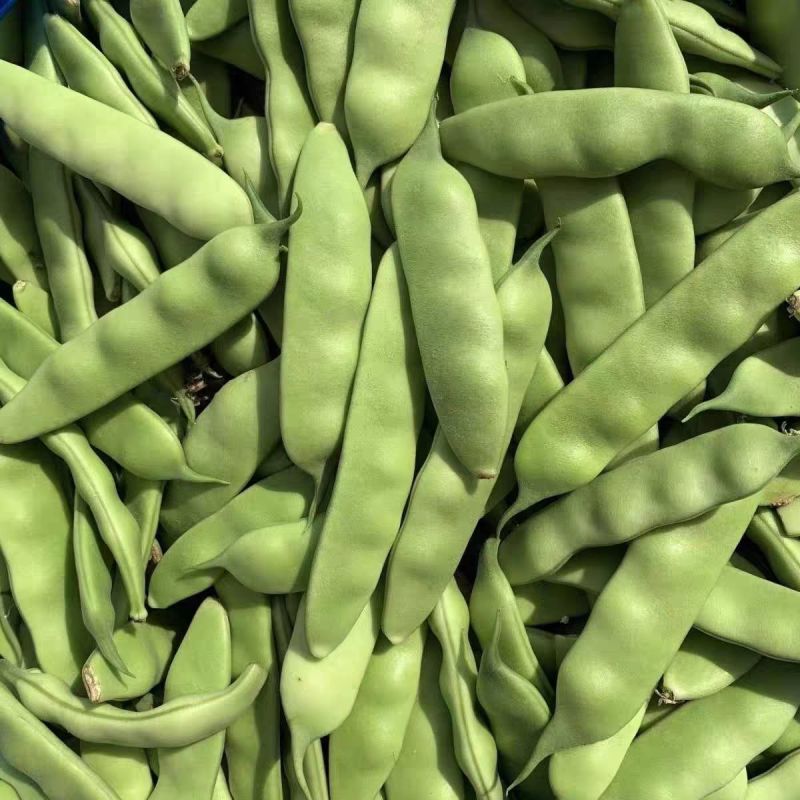 盖世油豆王油豆角种子口感好鲜嫩无筋高产抗病农家大田