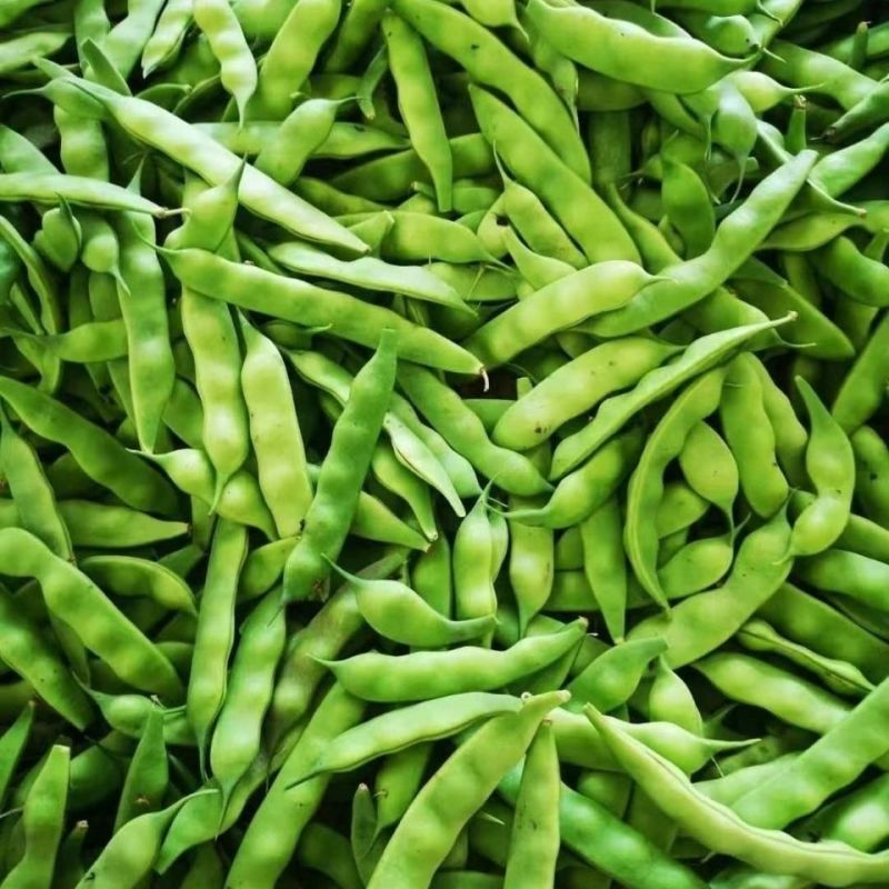 盖世油豆王油豆角种子口感好鲜嫩无筋高产抗病农家大田