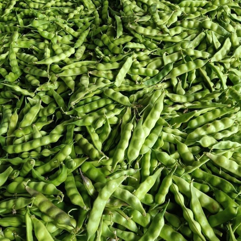 盖世油豆王油豆角种子口感好鲜嫩无筋高产抗病农家大田