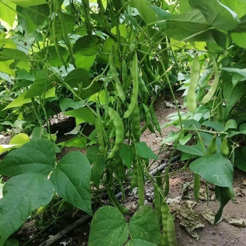 盖世油豆王油豆角种子口感好鲜嫩无筋高产抗病农家大田