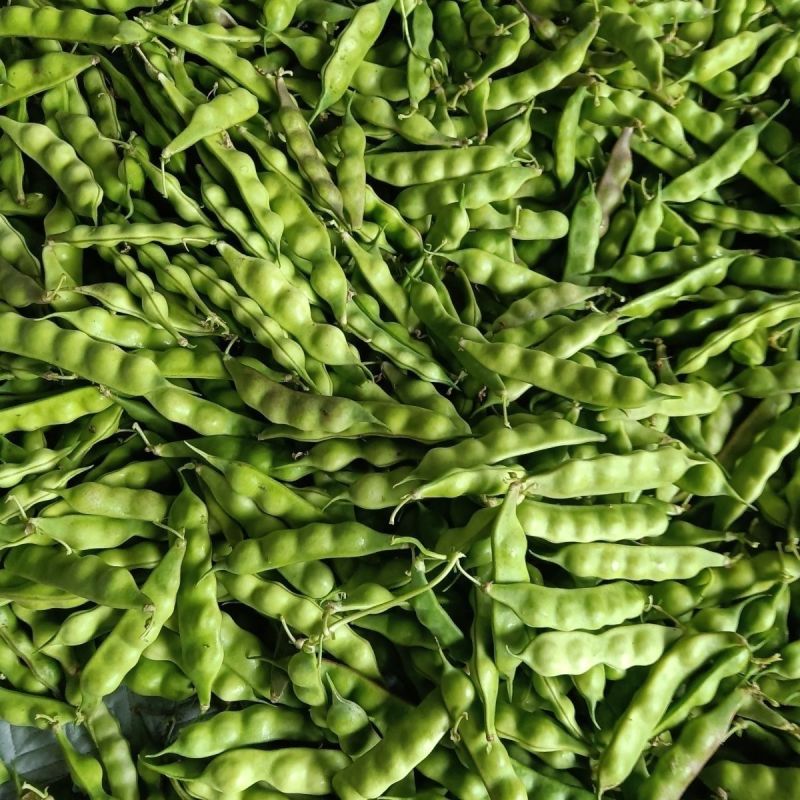 盖世油豆王油豆角种子口感好鲜嫩无筋高产抗病农家大田