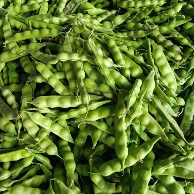 盖世油豆王油豆角种子口感好鲜嫩无筋高产抗病农家大田