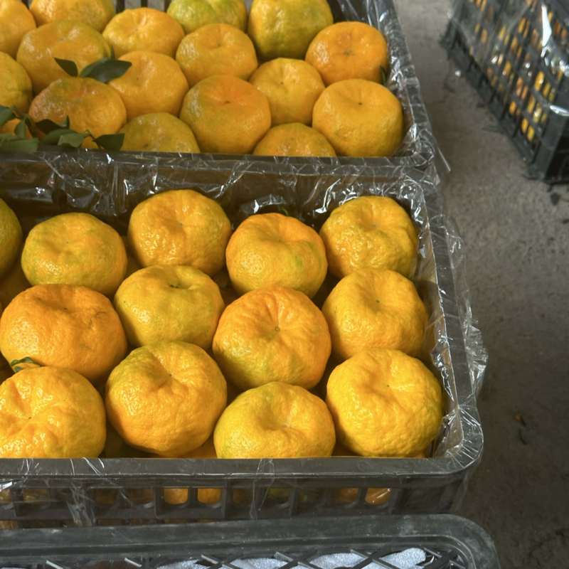 云南精品碰柑价格下调品质好