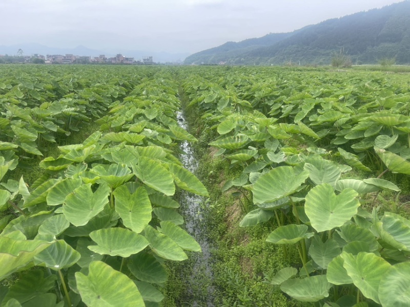 广西3万亩荔浦芋头种子基地