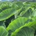 广西3万亩荔浦芋头种子基地