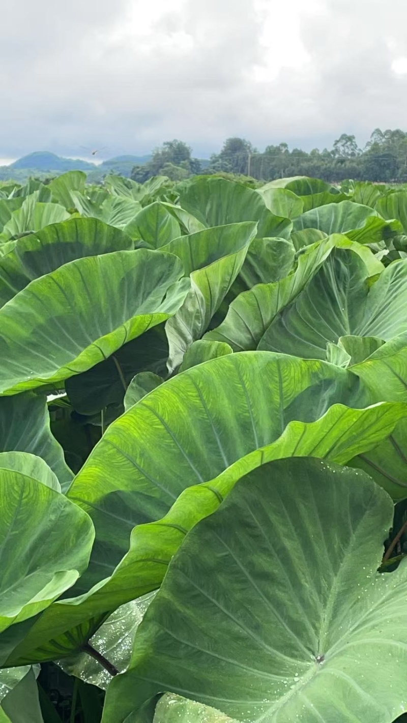 广西3万亩荔浦芋头种子基地