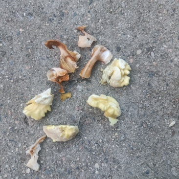 青皮核桃