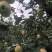 鸡心苹果