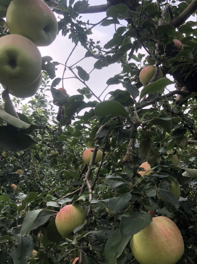 鸡心苹果