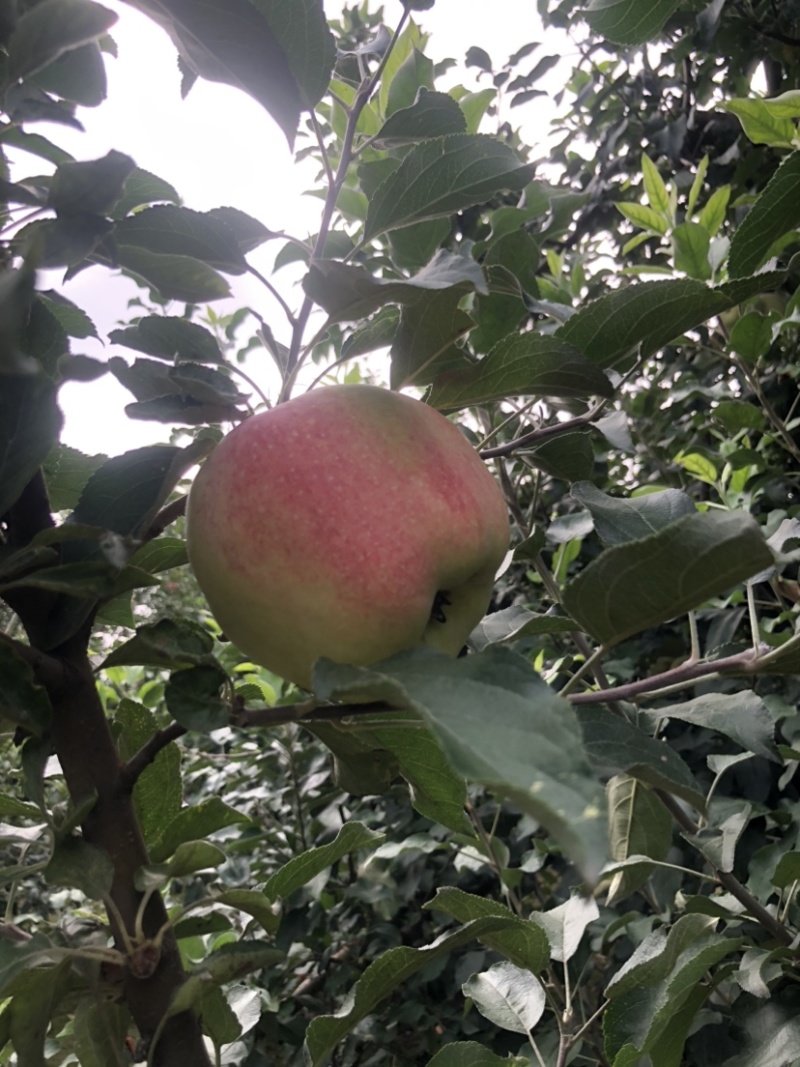 鸡心苹果