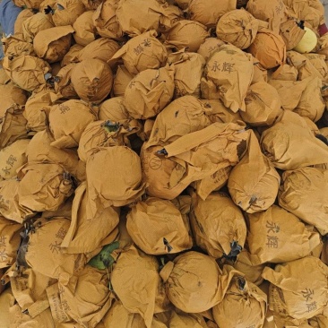 定树皇冠梨，价格便宜实惠，产量十足，代发全国各地，