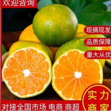 早熟蜜橘柑桔，皮簿多汁，对接批发市场商超社区团购出口贸易
