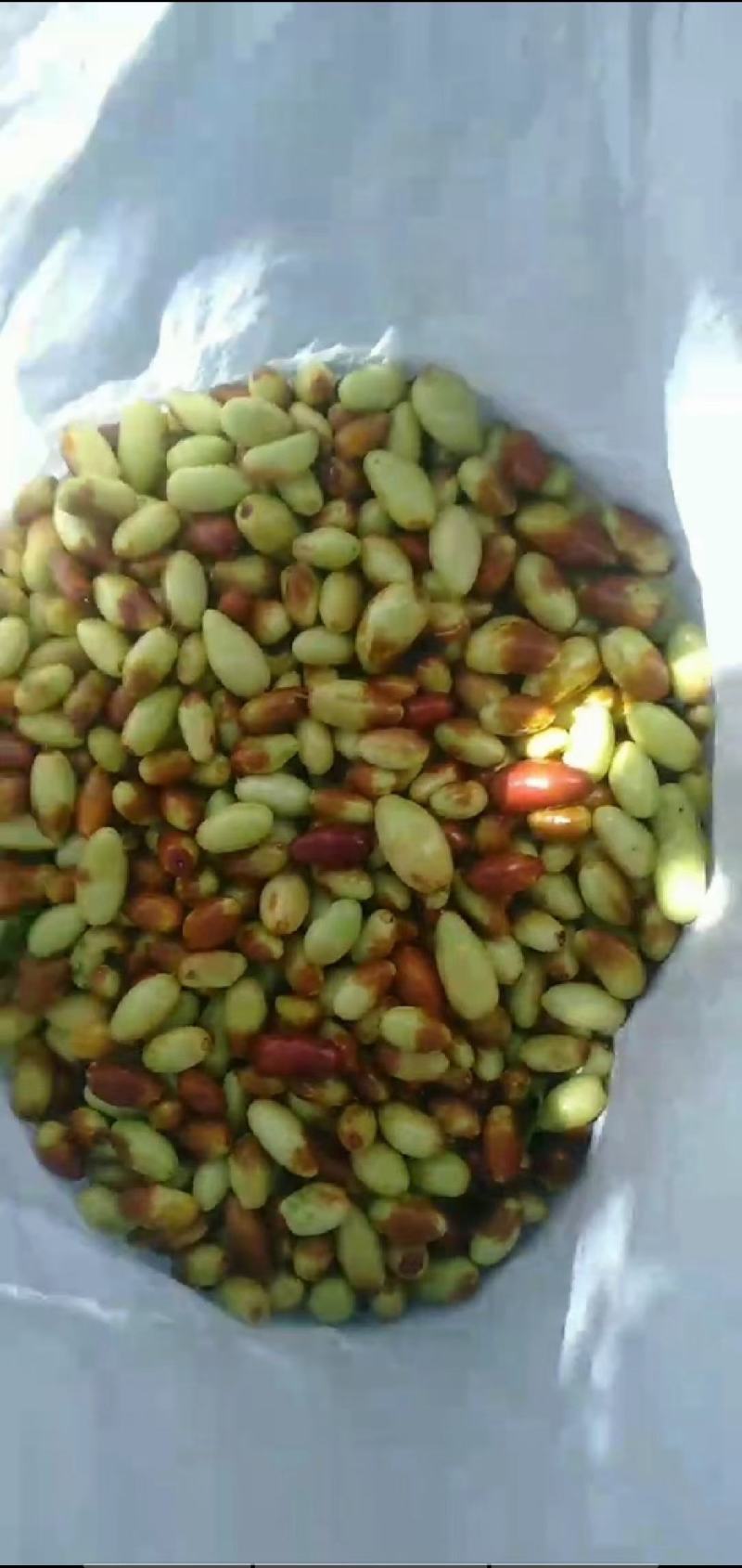 纯山地马牙枣