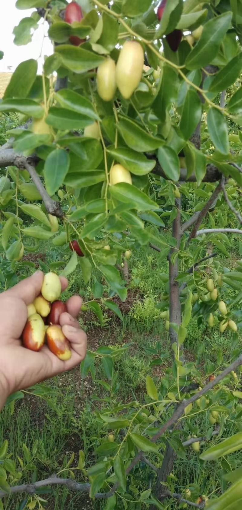 纯山地马牙枣