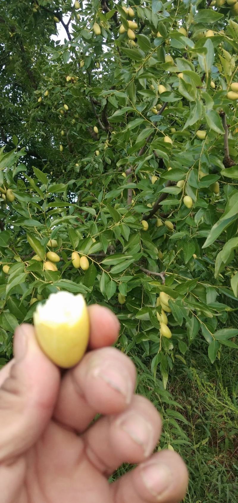纯山地马牙枣