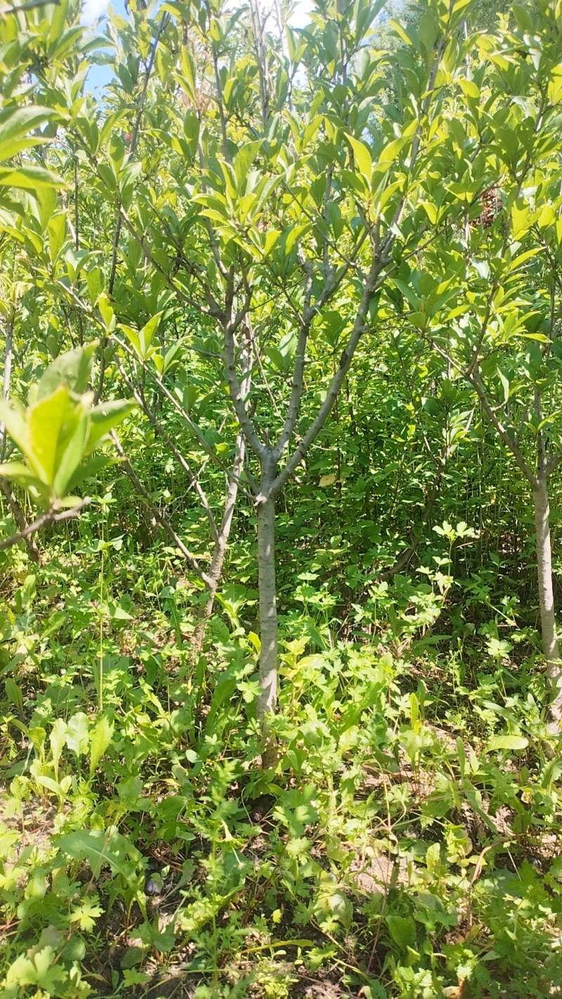 吉盛桃李树苗，**吃的抗寒品种吉盛，晚红，晚黄产地直发