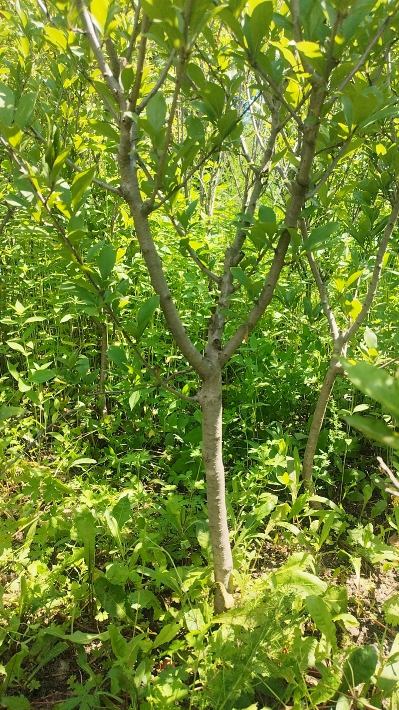 吉盛桃李树苗，**吃的抗寒品种吉盛，晚红，晚黄产地直发