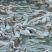 100天的农湖2号出售，****:***********
