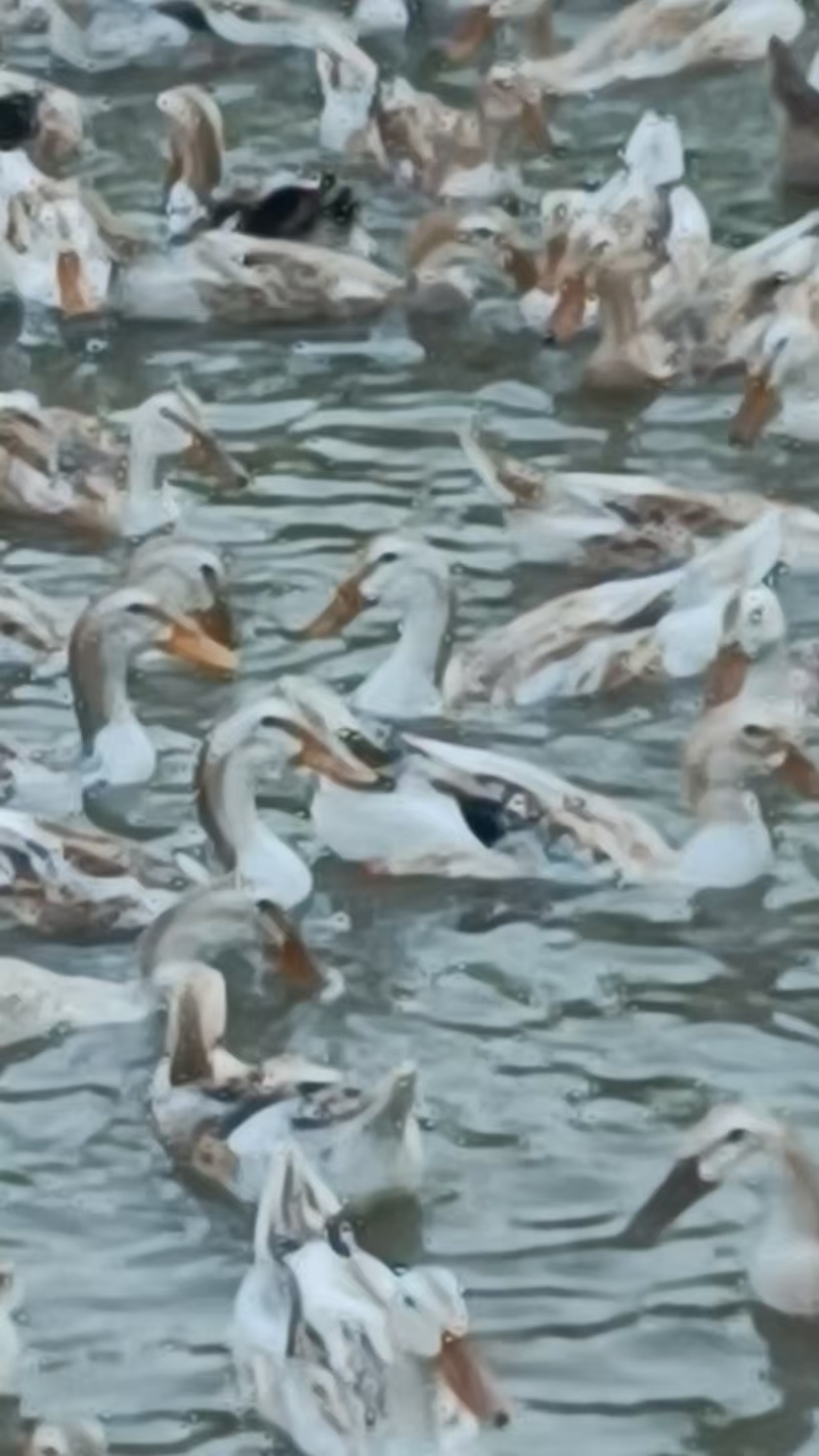 100天的农湖2号出售，****:***********
