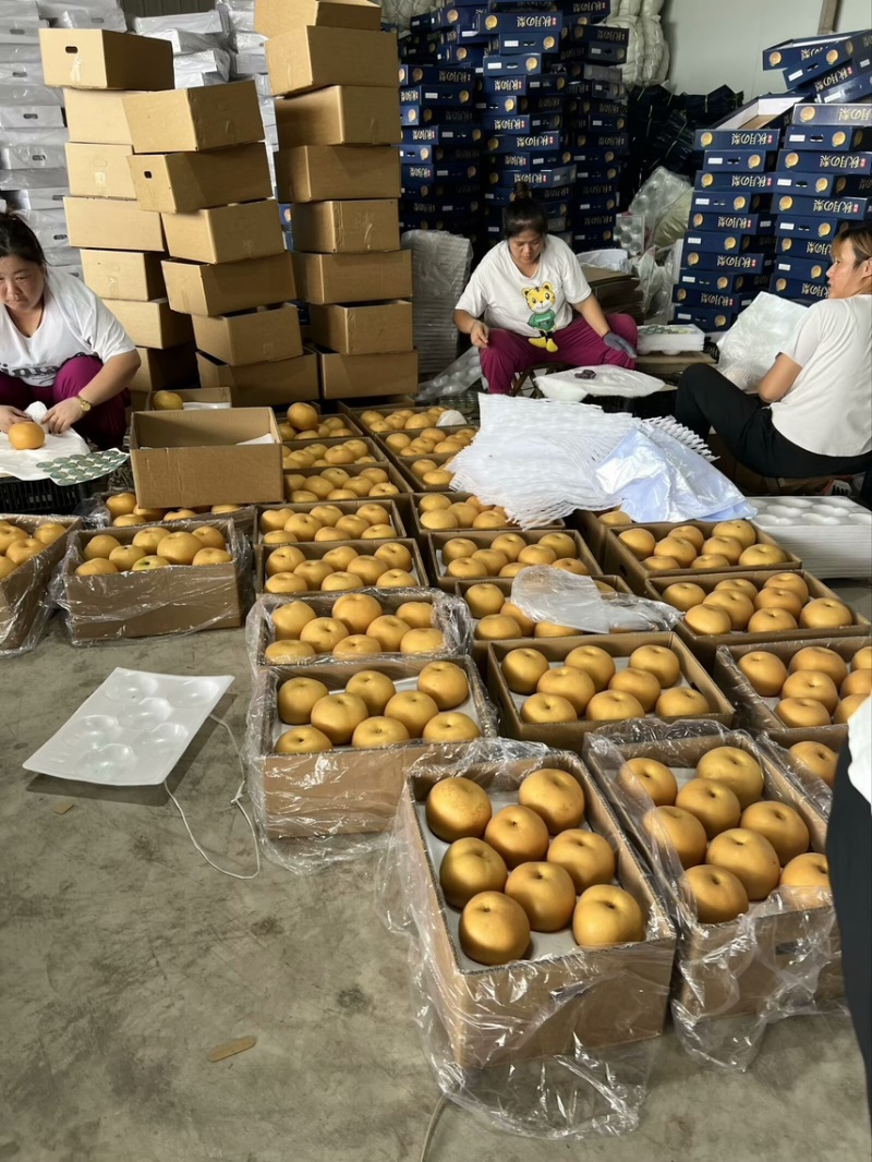 山东平度秋月梨支持市场商超电商对接