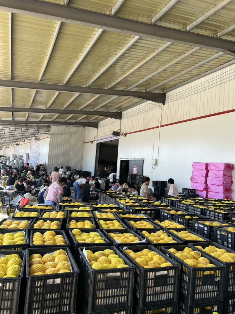 山东平度秋月梨支持市场商超电商对接