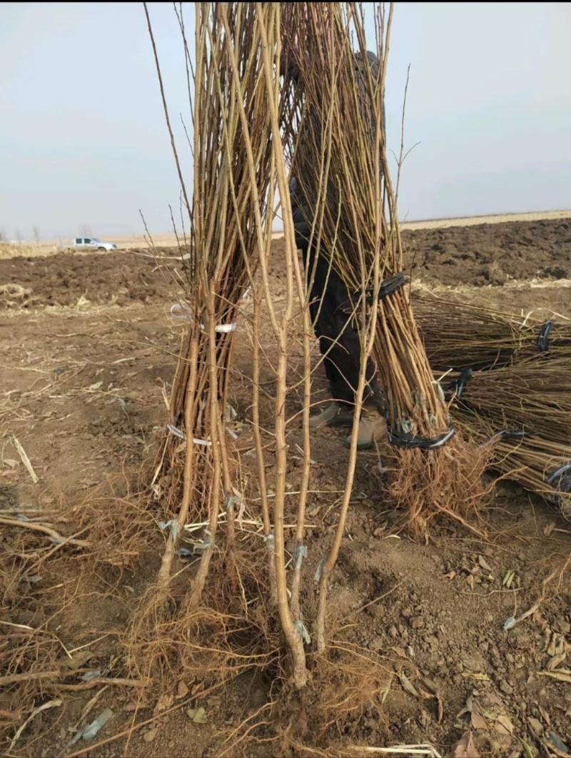 吉盛桃李树苗，**吃的抗寒品种吉盛，晚红，晚黄产地直发