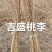 吉盛桃李树苗，**吃的抗寒品种吉盛，晚红，晚黄产地直发
