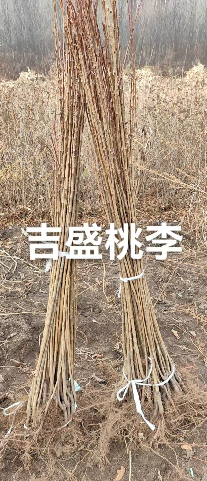 吉盛桃李树苗，**吃的抗寒品种吉盛，晚红，晚黄产地直发