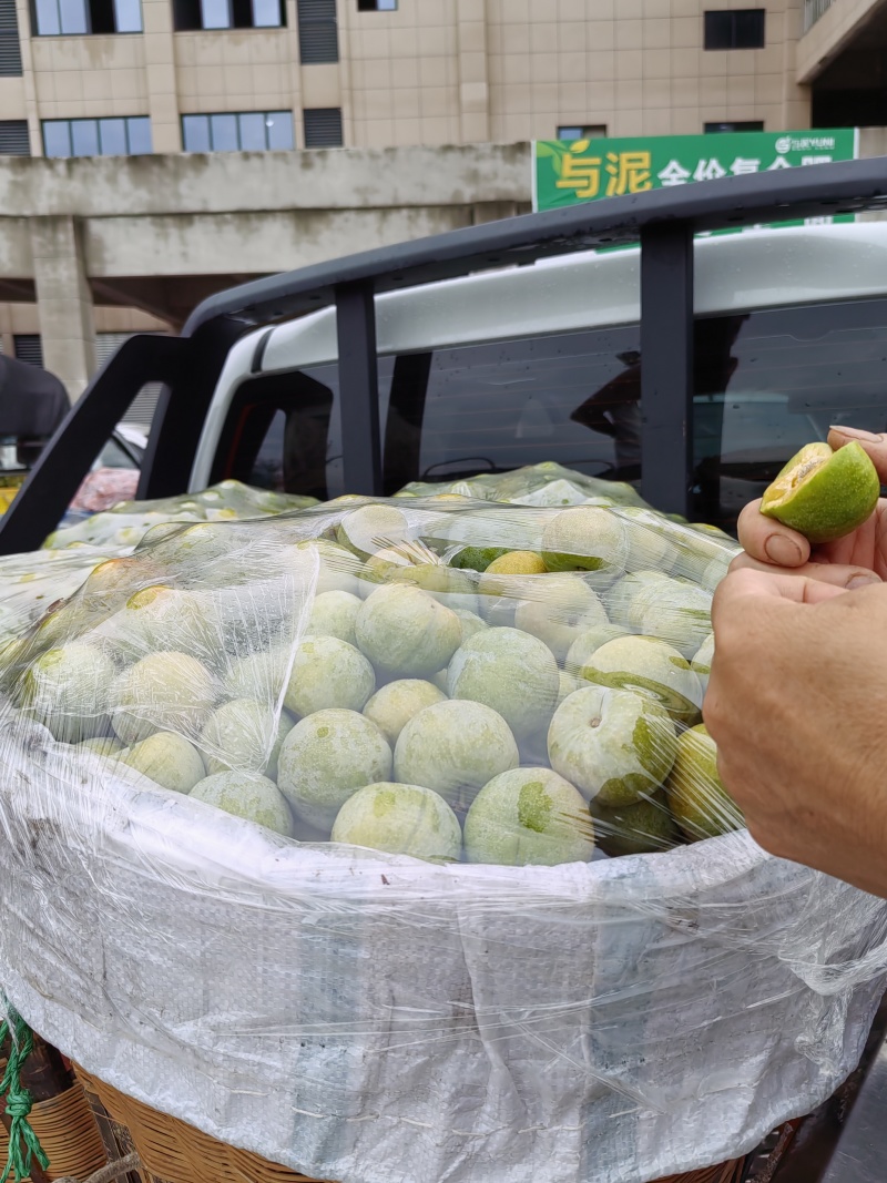汉源青翠李，大量上市，产地直销，规格其全