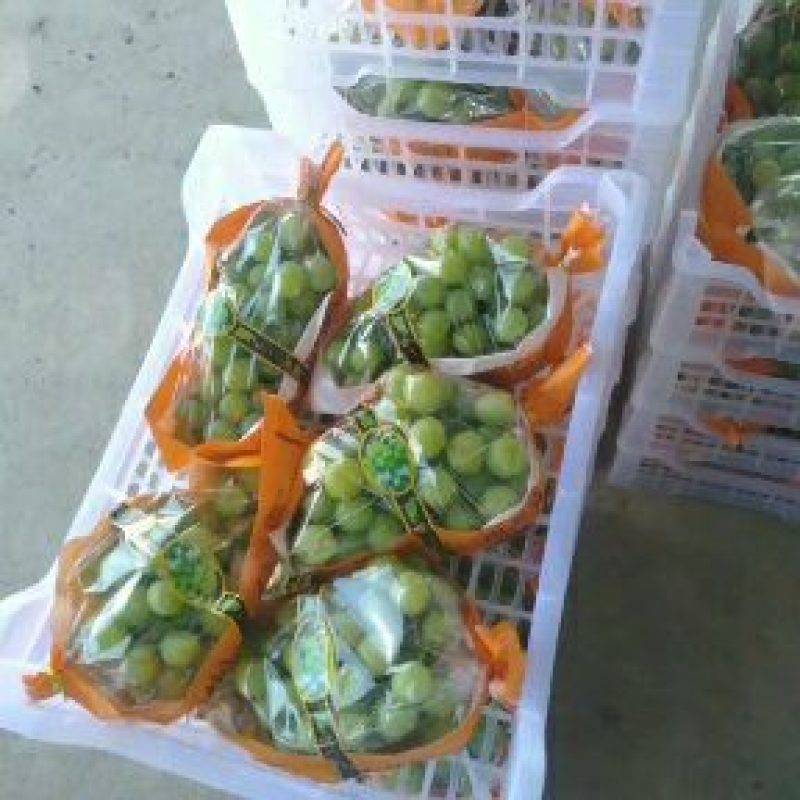 阳光玫瑰
