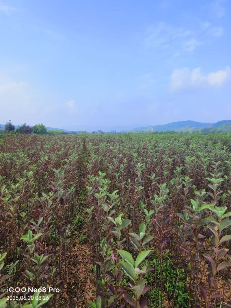 鸡心果树苗