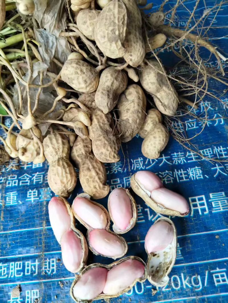 精品花生大量供应