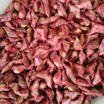 生吃脆脆甜甜，煮熟粉粉糯糯水红菱正式热卖抢手货需要联系我