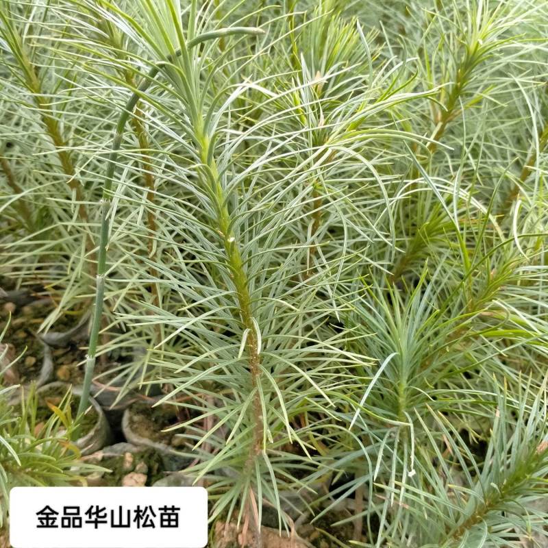 华山松苗提供技术服务成活率高死苗补发货源充足全国发货