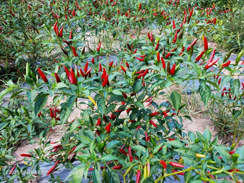 香辣型小米椒大量上市