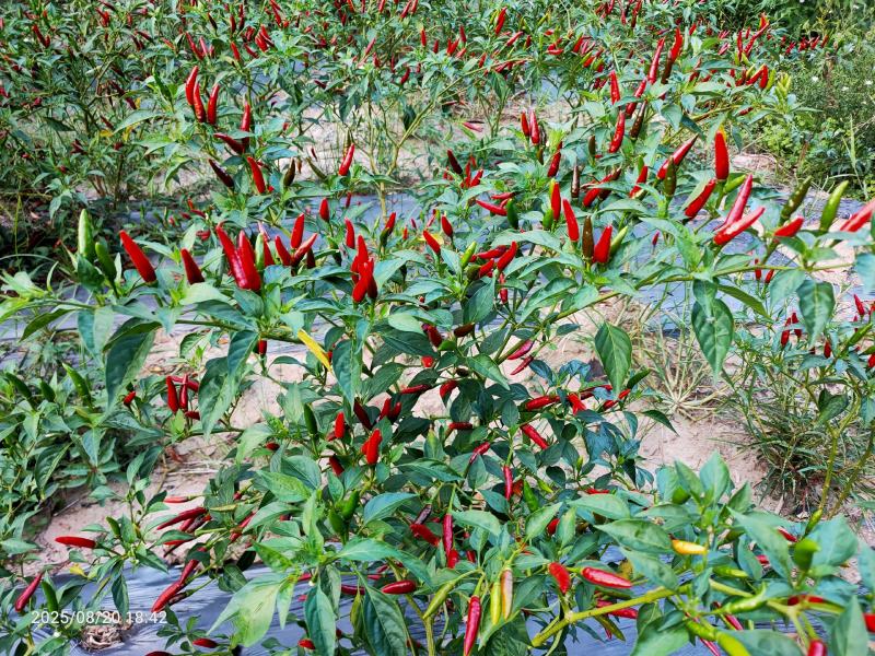 香辣型小米椒大量上市