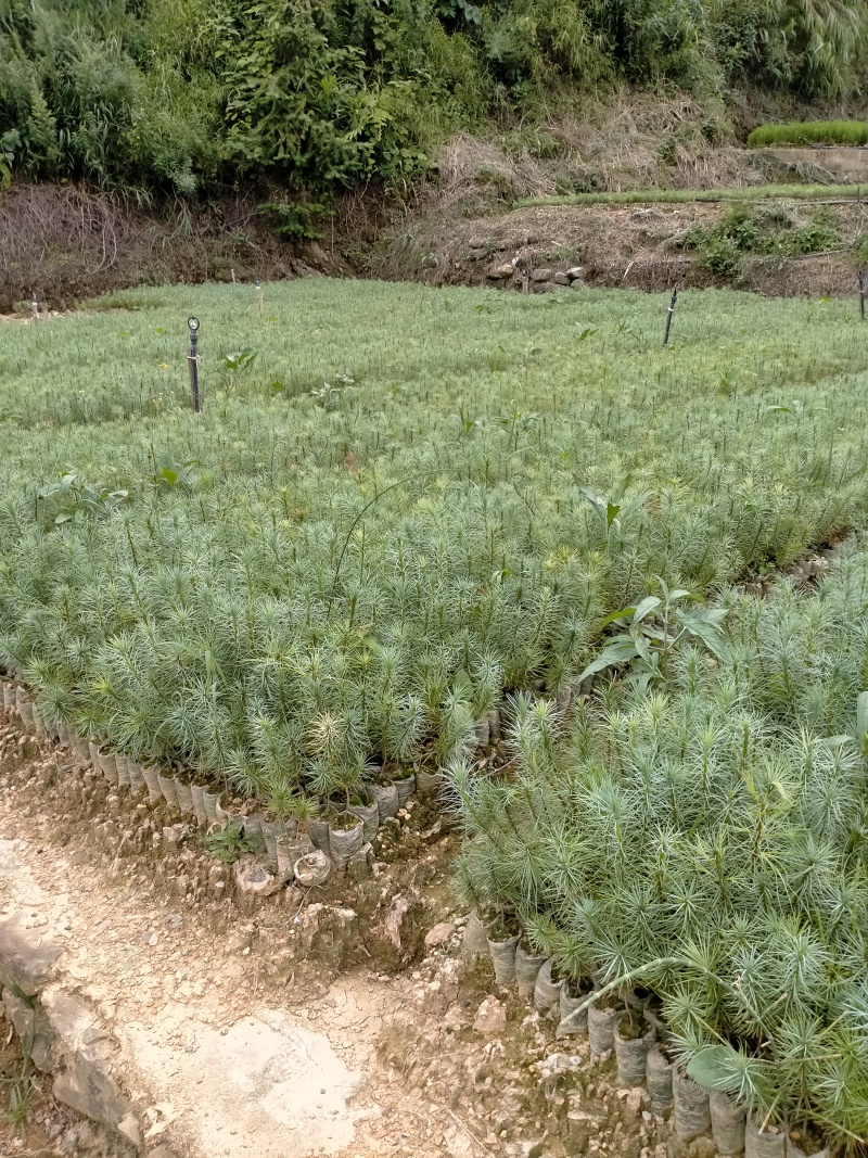 华山松苗提供技术服务成活率高死苗补发货源充足全国发货