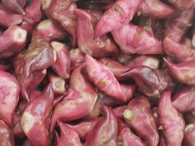 生吃脆脆甜甜，煮熟粉粉糯糯水红菱正式热卖抢手货需要联系我