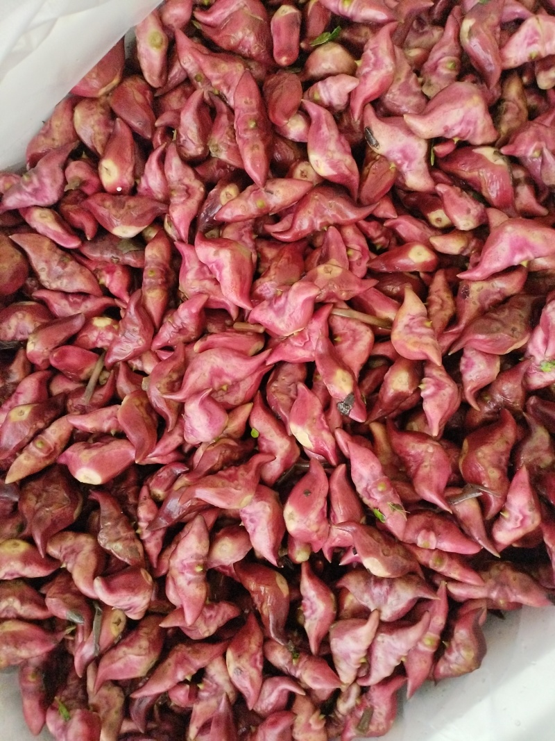生吃脆脆甜甜，煮熟粉粉糯糯水红菱正式热卖抢手货需要联系我