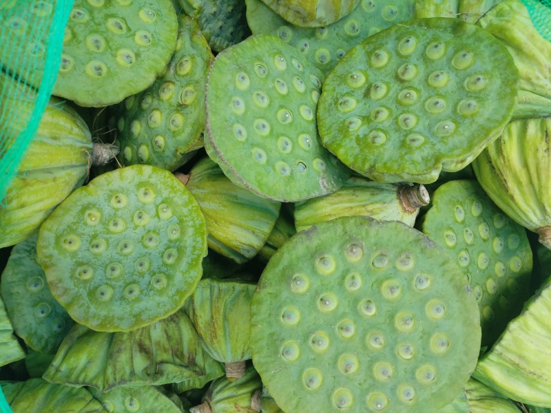 生吃脆脆甜甜，煮熟粉粉糯糯水红菱正式热卖抢手货需要联系我