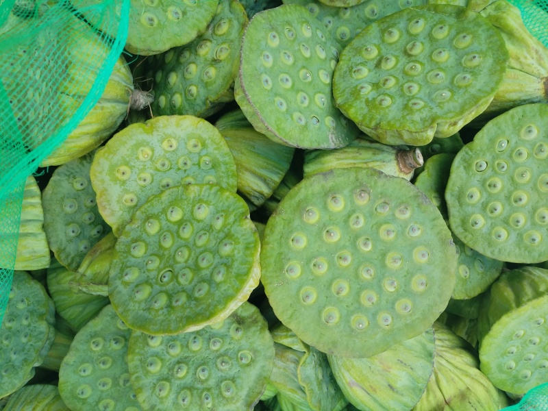生吃脆脆甜甜，煮熟粉粉糯糯水红菱正式热卖抢手货需要联系我