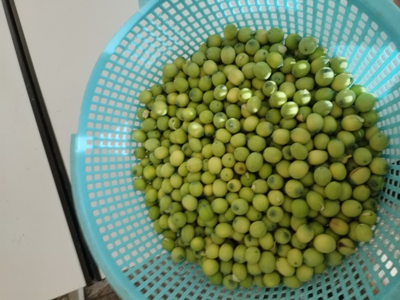 生吃脆脆甜甜，煮熟粉粉糯糯水红菱正式热卖抢手货需要联系我