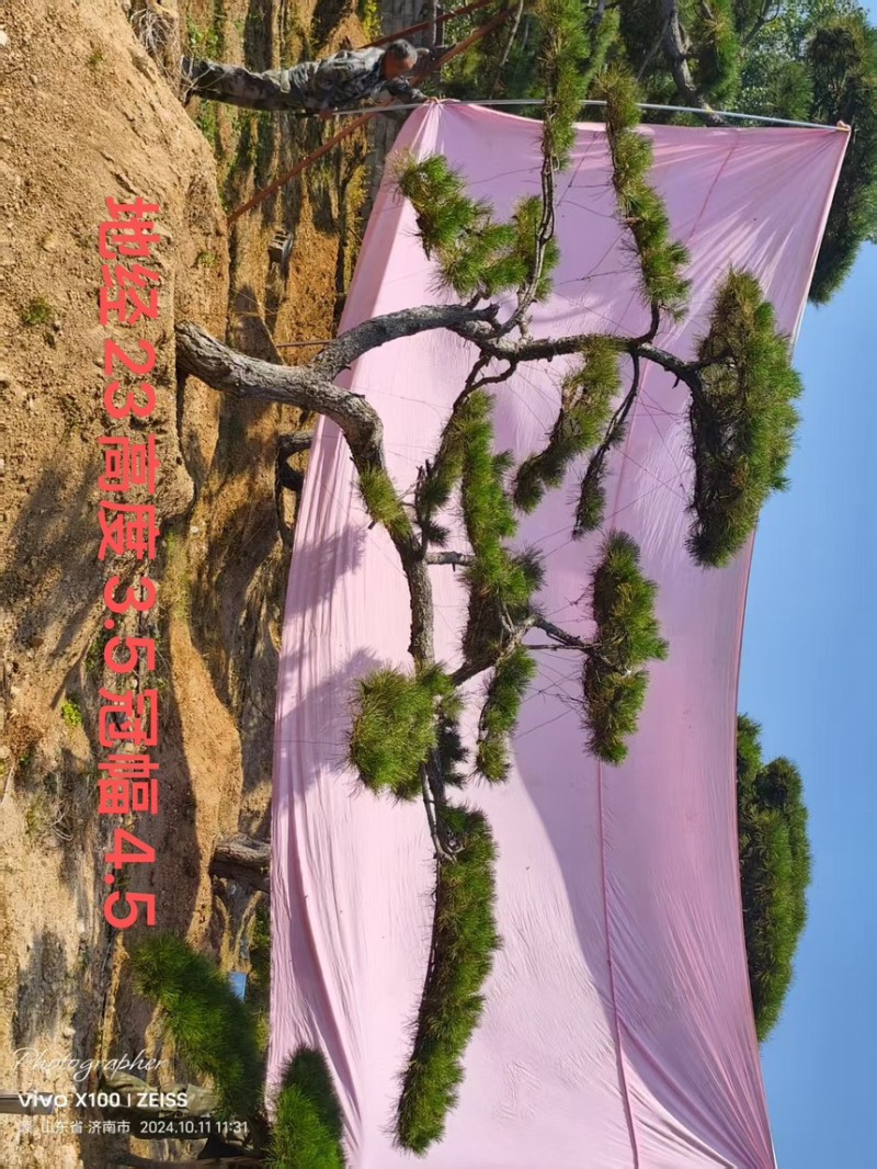 飘逸的过门松市场新宠造型松为什么受到老板的青睐