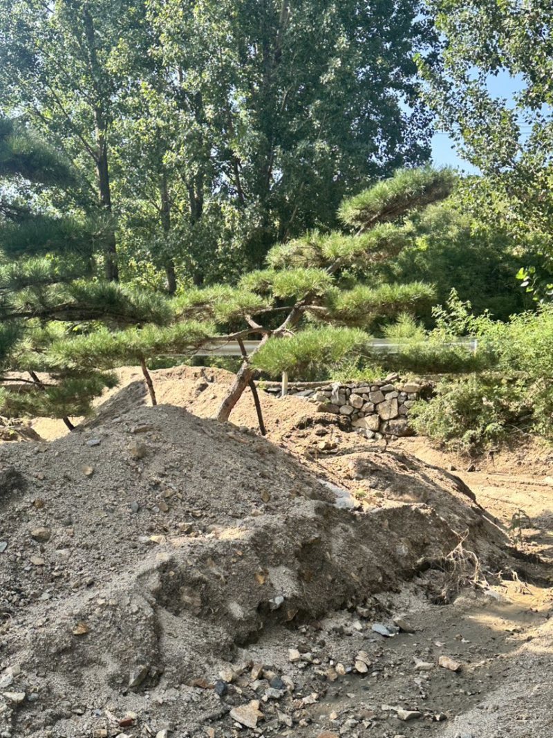 飘逸的过门松市场新宠造型松为什么受到老板的青睐