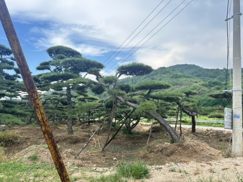 飘逸的过门松市场新宠造型松为什么受到老板的青睐