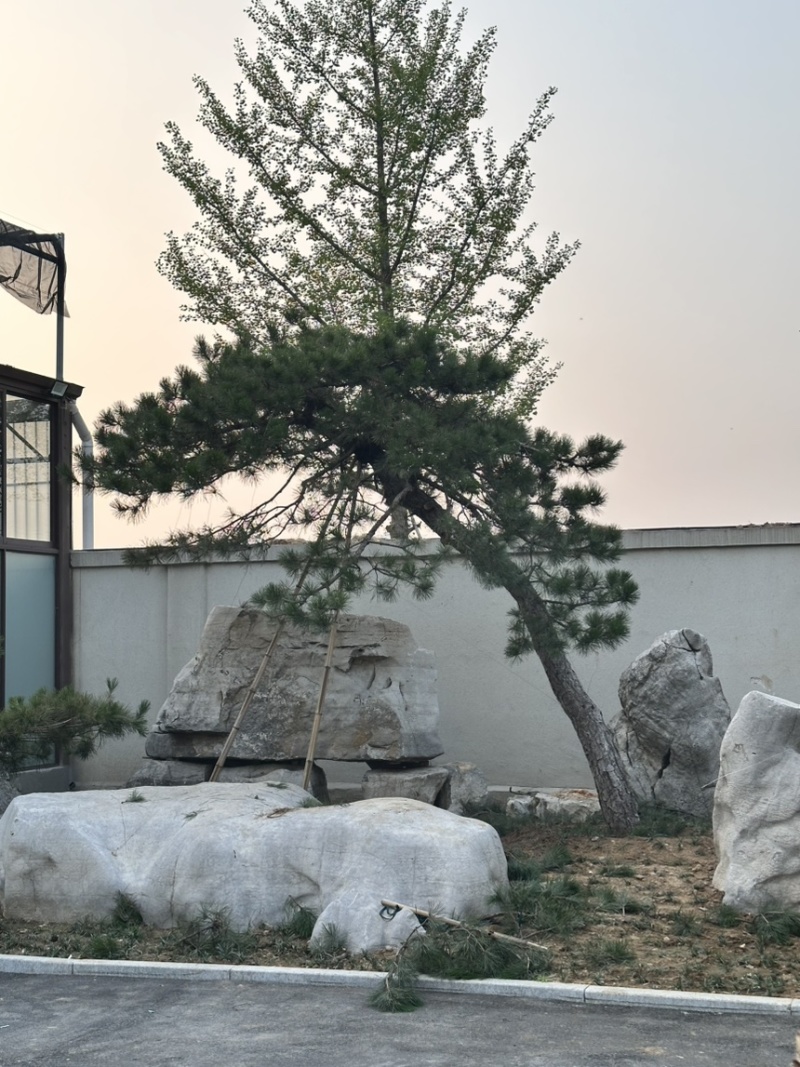 飘逸的过门松市场新宠造型松为什么受到老板的青睐