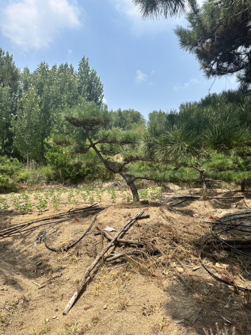 飘逸的过门松市场新宠造型松为什么受到老板的青睐