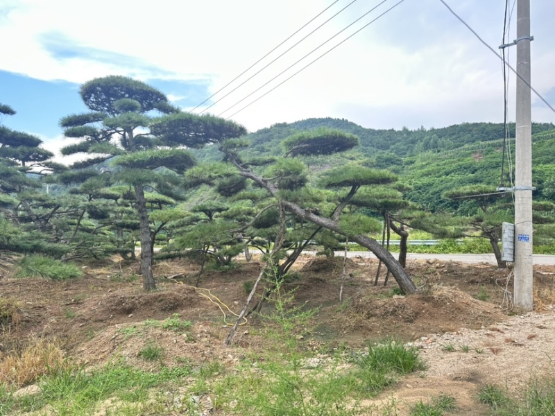 飘逸的过门松市场新宠造型松为什么受到老板的青睐